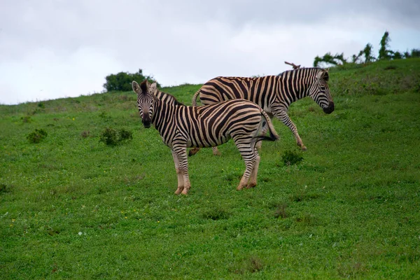 Cebra Reserva Privada Caza Schotia Cerca Del Parque Nacional Addo —  Fotos de Stock