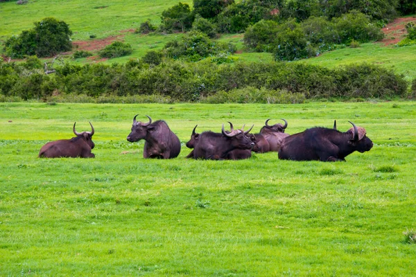 Búfalo Africano Syncerus Caffer Visto Safári Dente Garra Schotia Reserva — Fotografia de Stock