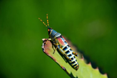 Yaprağın üzerinde tek renkli çekirge, Schotioa özel gagası
