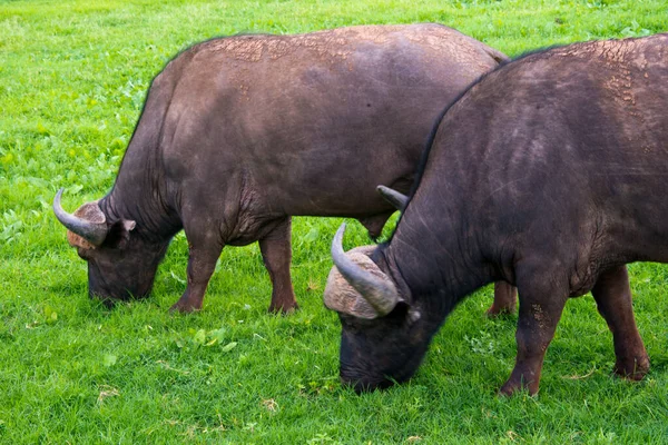 Afrikaanse Buffel Syncerus Caffer Gezien Tand Klauw Safari Scholtia Privé — Stockfoto