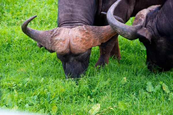 Búfalo Africano Syncerus Caffer Visto Safári Dente Garra Schotia Reserva — Fotografia de Stock