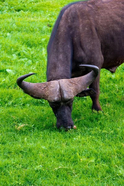 Búfalo Africano Syncerus Caffer Visto Safári Dente Garra Schotia Reserva — Fotografia de Stock
