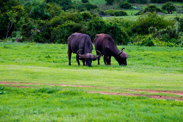Afrikanischer Büffel Syncerus Caffer Auf Zahn Klauen Safari Privaten Wildreservat — Stockfoto