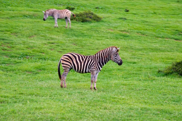 zebra in schotia private game reserve near addo national park, south africa