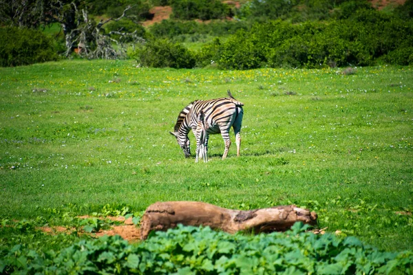 Zebra Schotia Private Game Reserve Addo National Park South Africa — Stock Photo, Image