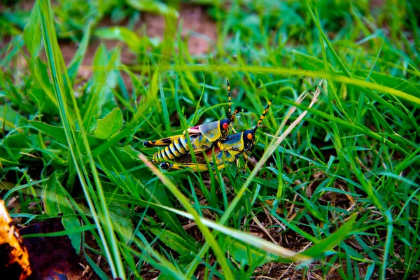 Coppia Cavallette Accoppiate Phuthaditjhaba Sudafrica — Foto Stock