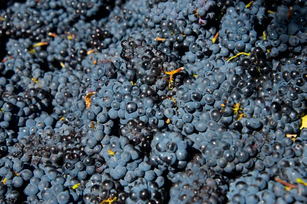 ワイン生産のための新鮮な収穫ブドウ ステレンボス 南アフリカ — ストック写真