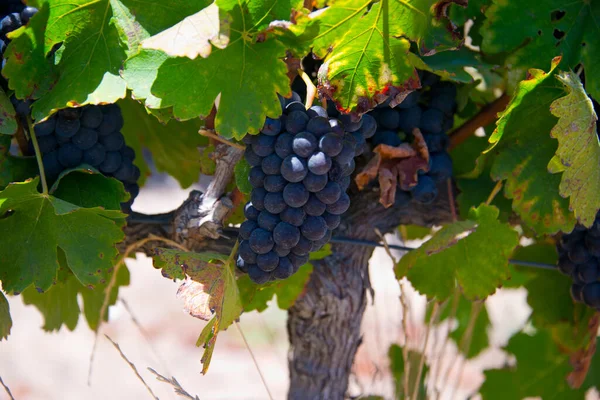 Rijpe Rode Druiven Bladeren Wijnstokken Voor Oogst Wijngaard Stellenbosch Zuid — Stockfoto
