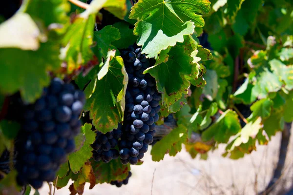 Zralé Červené Hrozny Listy Révě Před Sklizní Vinice Stellenbosch Jihoafrická — Stock fotografie