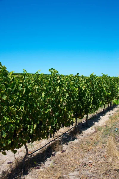 Linhas Vinhas Stellenbosch Vinhedo África Sul — Fotografia de Stock