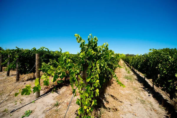 Szőlősorok Dél Afrikai Stellenbosch Szőlőültetvényen — Stock Fotó