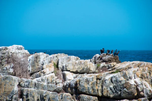 Colony Black Oystercatcher Haematopus Bachmani Hermanus South Africa — Stock Photo, Image