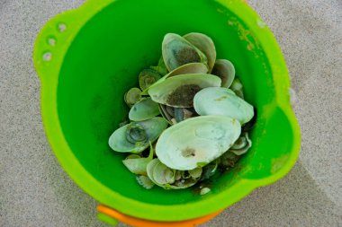 sand bucket with sea shells on baltic sea beach clipart