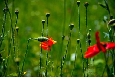 Gelincik çiçekleri ve tomurcuklar Almanya 'da çayır üzerinde