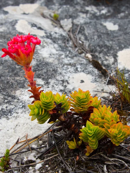 Fynbos Flora Endémica Del Cabo Montaña Mesa Ciudad Del Cabo — Foto de Stock