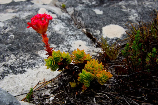 Fynbos Flora Endémica Del Cabo Montaña Mesa Ciudad Del Cabo — Foto de Stock