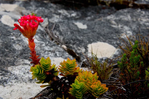 Fynbos Flora Endémica Del Cabo Montaña Mesa Ciudad Del Cabo — Foto de Stock