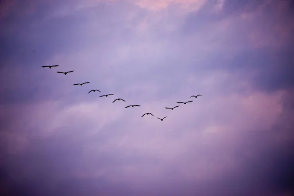 migratory birds flying in formation over baltic sea, germany