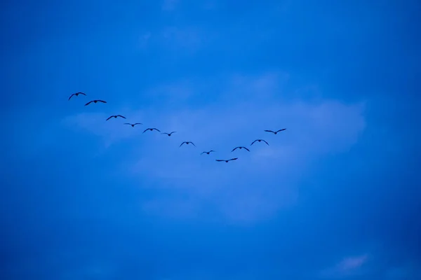 Aves Migratorias Que Vuelan Formación Sobre Mar Báltico Alemania — Foto de Stock