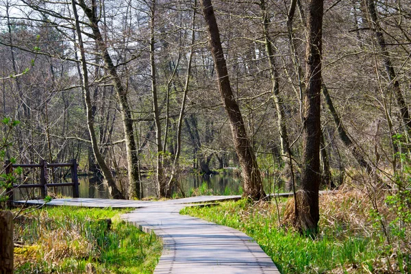 Berlin yakınlarındaki Briese nehri etrafındaki ormandan geçen plankway, kışın Almanya