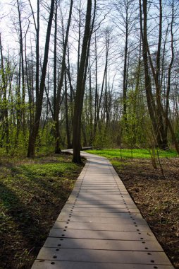 Berlin yakınlarındaki Briese nehri etrafındaki ormandan geçen plankway, kışın Almanya