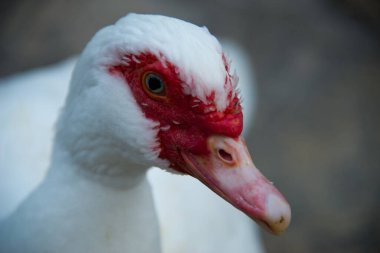 Kırmızı burunlu beyaz ördeğe yakın çekim.
