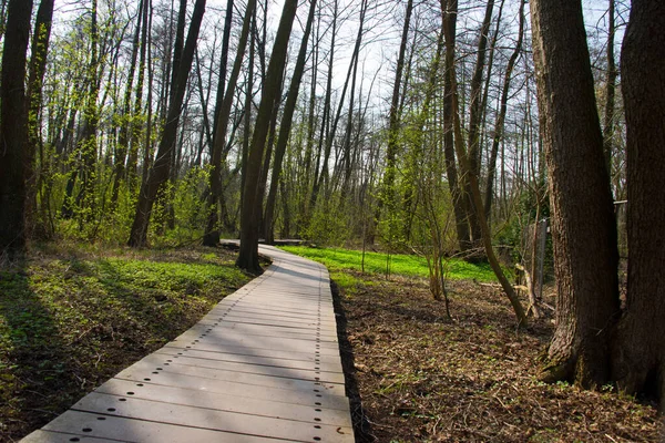 Plankway Través Del Bosque Alrededor Del Río Briese Cerca Berlín — Foto de Stock