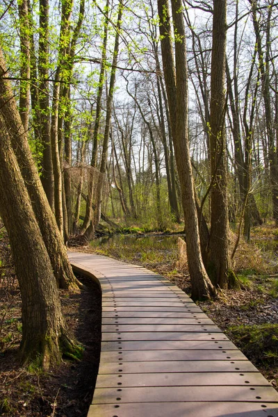 Plankway Través Del Bosque Alrededor Del Río Briese Cerca Berlín —  Fotos de Stock