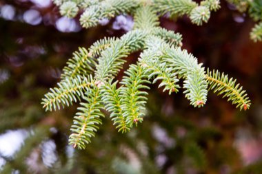 İspanyol köknar dalıyla radyal yapraklar, Randa, Endülüs