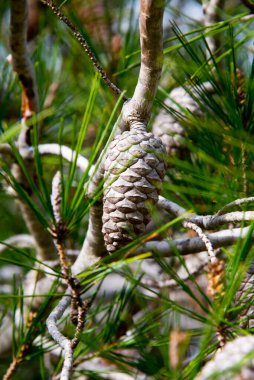 detail of pine cones in pine forest near barbate, andalusia, spain clipart