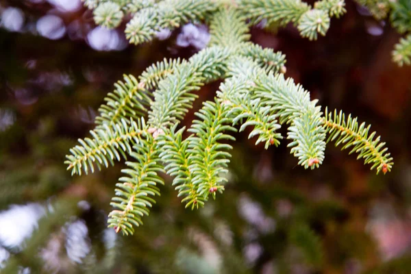 Branch Spanish Fir Radial Leafs Ronda Andalusia — Stock Photo, Image