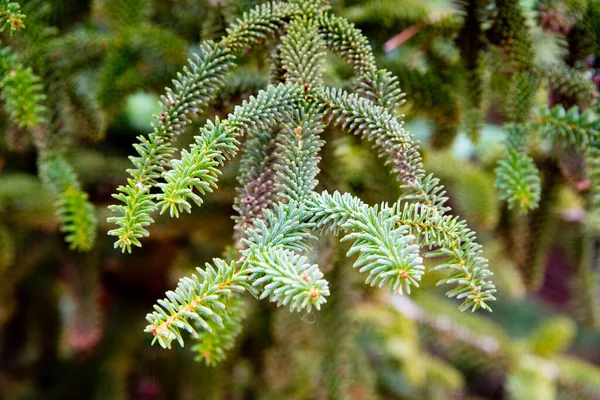 Branch Spanish Fir Radial Leafs Ronda Andalusia — Stock Photo, Image