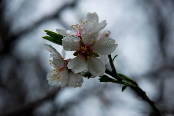 Amêndoa Floresce Com Gotas Orvalho Andaluzia Espanha — Fotografia de Stock