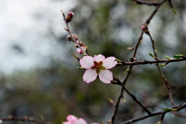 Badem Çiçekleri Endülüs Spanya Çiğ Damlalarıyla — Stok fotoğraf