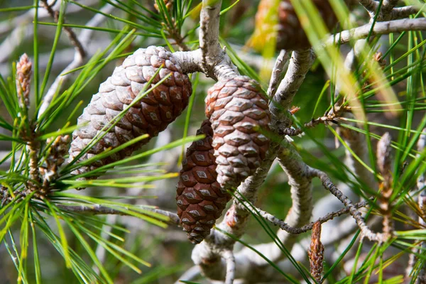 Detail Pine Cones Pine Forest Barbate Andalusia Spain — Stock Photo, Image