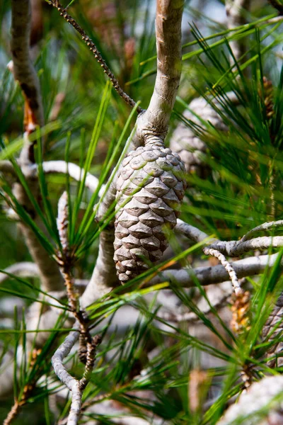Detail Pine Cones Pine Forest Barbate Andalusia Spain — Stock Photo, Image