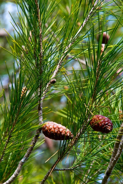 Detail Pine Cones Pine Forest Barbate Andalusia Spain — Stock Photo, Image