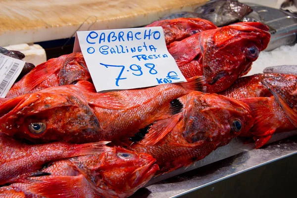 Scorpionfish Rouge Sur Marché Décrochage Cadix Andalousie Espagne — Photo