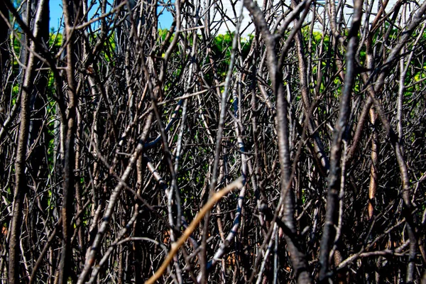 Closeup Dense Autumnal Thorn Thicket — Stock Photo, Image