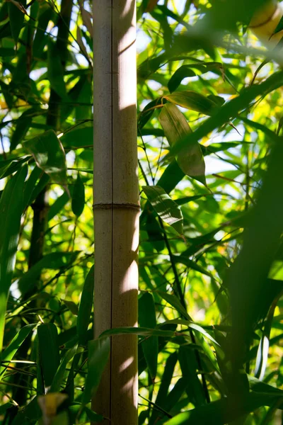 Bambu çalıları, filizler, yapraklar ve çitler.