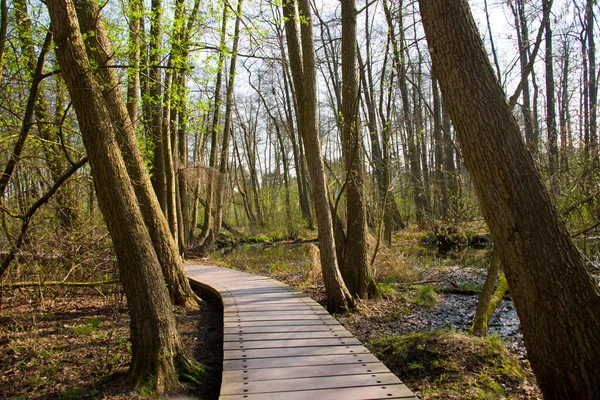 Berlin yakınlarındaki Briese nehri etrafındaki ormandan geçen plankway, kışın Almanya