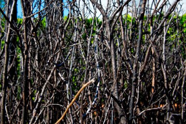 Yoğun sonbahar dikenli çalılara yakın çekim
