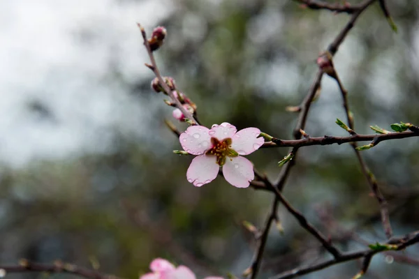 杏仁花 有露珠 有苦瓜 — 图库照片