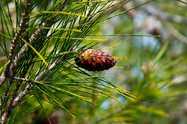 Detail Pine Cones Pine Forest Barbate Andalusia Spain — Stock Photo, Image