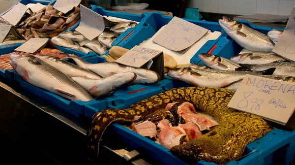 Moray Mediterrâneo Enguia Romana Muraena Helena Banca Mercado Fishmonger Cádiz — Fotografia de Stock