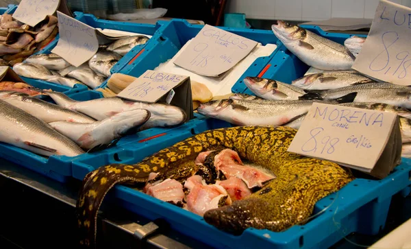 Moray Mediterrâneo Enguia Romana Muraena Helena Banca Mercado Fishmonger Cádiz — Fotografia de Stock