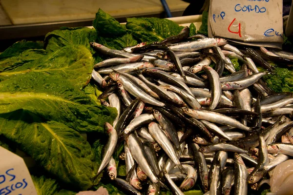 Anchovas Frescas Mercado Peixe Cádiz Andaluzia Espanha — Fotografia de Stock