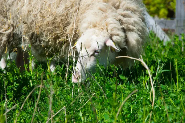 Herde Skudde Schafe Skudde Gehören Den Ältesten Domestizierten Schafrassen Und — Stockfoto