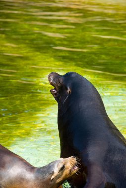 Kaliforniya deniz aslanı (Zalophus californianus) ve yavrusu Alman hayvanat bahçesinde