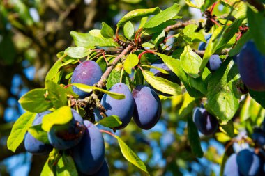 Alman sonbahar bahçesinde olgun eriklerle dolu bir dal.